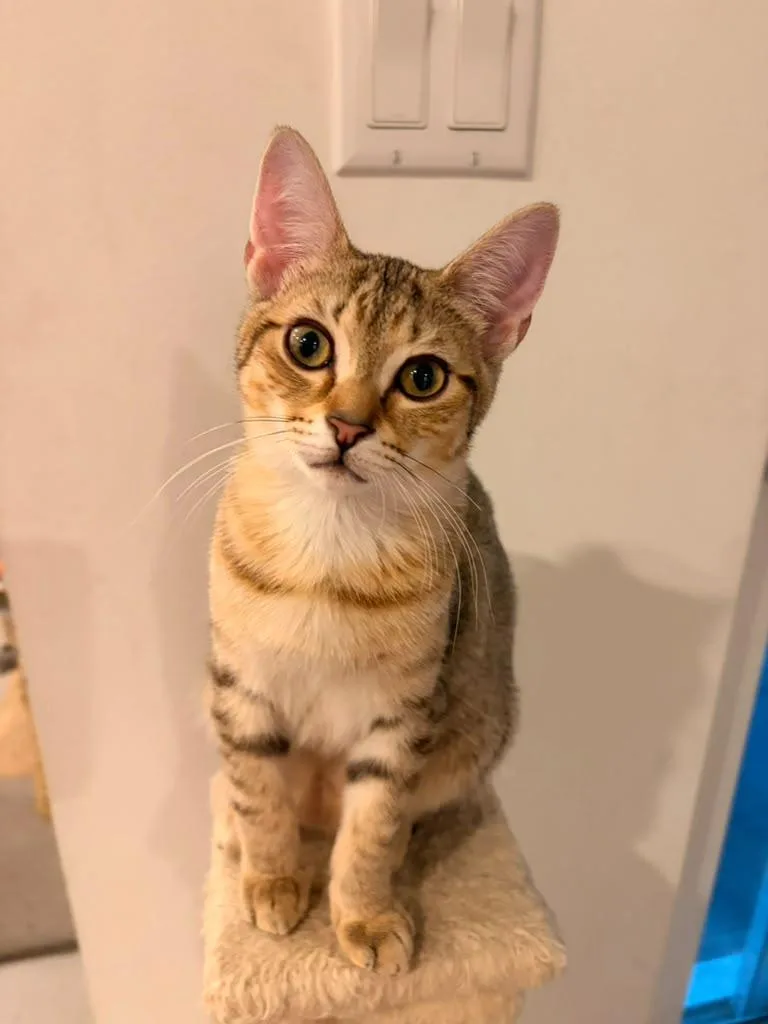 A baby medium-sized female Tabby (Tiger Striped) Domestic Short Hair cat named Poppy for adoption in Sunrise, FL