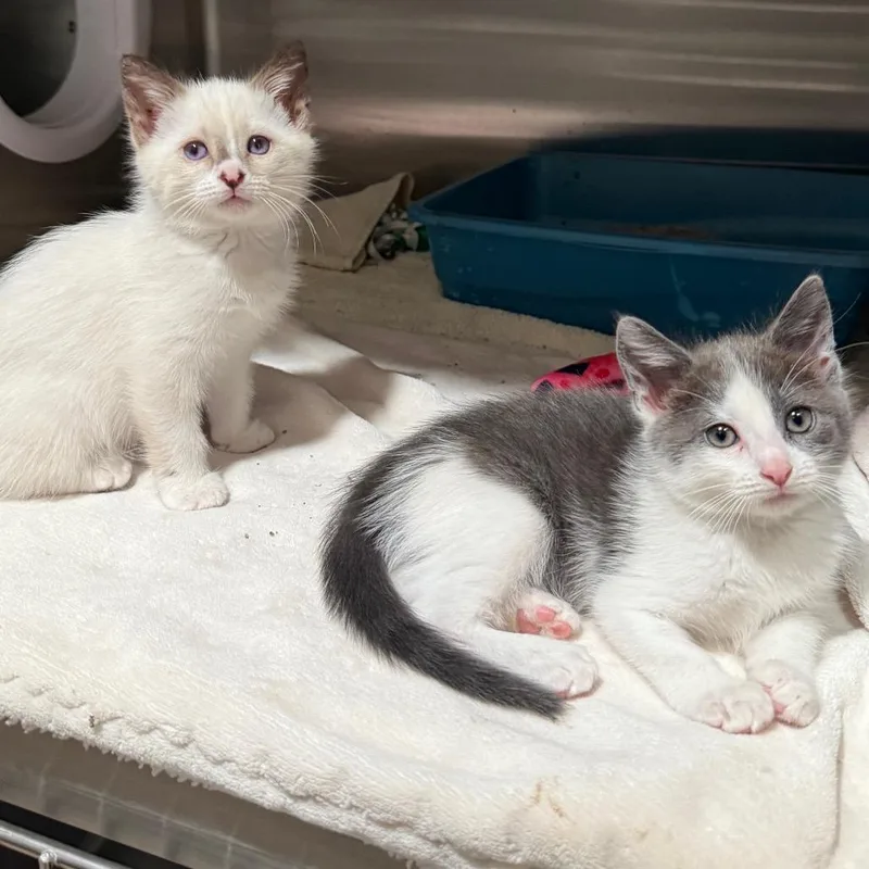 A baby small-sized female Domestic Short Hair cat named Sasha for adoption in Cedaredge, CO
