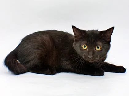 A baby small-sized female Domestic Short Hair cat named Aspen for adoption in Morton Grove, IL