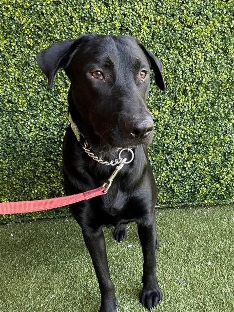 A young medium-sized male Labrador Retriever dog named Thing for adoption in Naples, FL