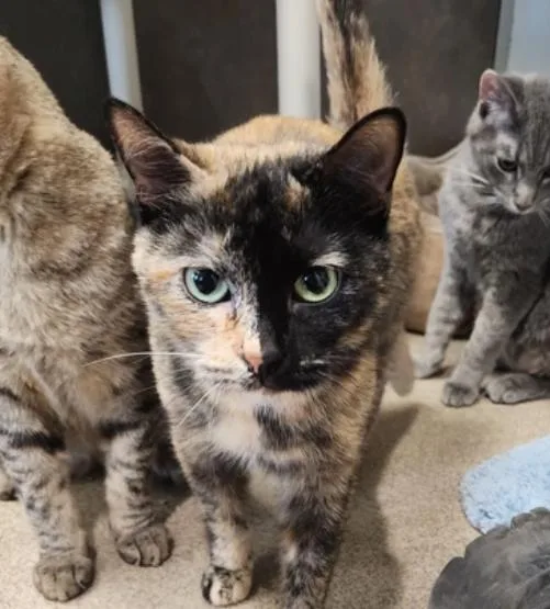 An adult medium-sized female Domestic Short Hair cat named Sissy for adoption in Oskaloosa, IA