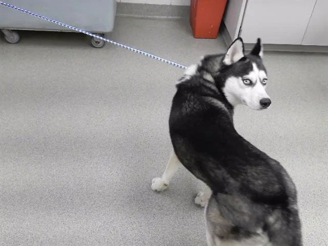 A young medium-sized male Siberian Husky dog named Horizon for adoption in Omaha, NE