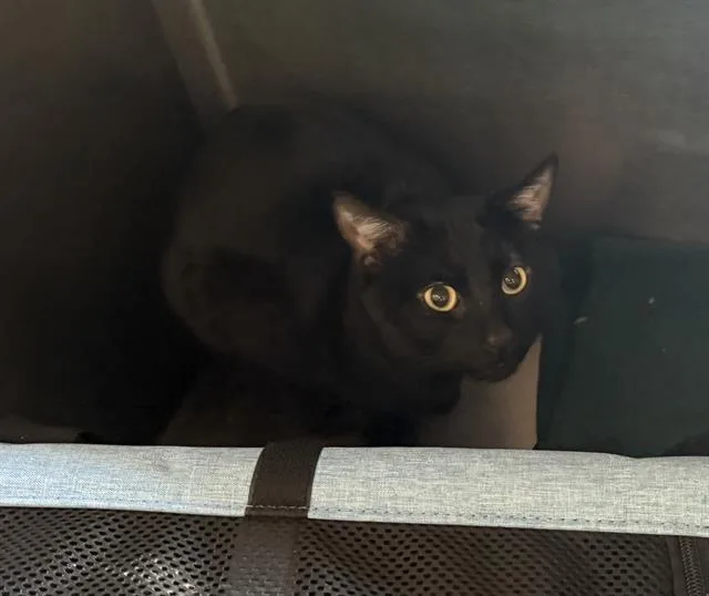 A young medium-sized male Domestic Short Hair cat named Jojo for adoption in Boston, MA