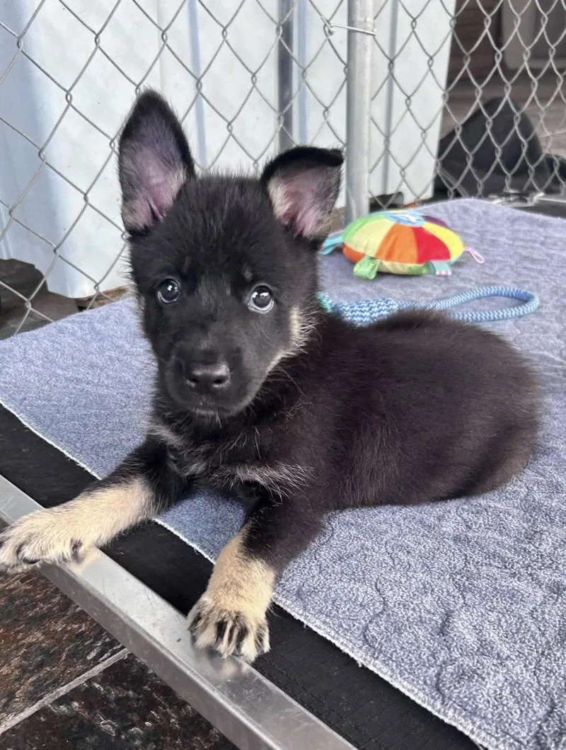 A baby large-sized female German Shepherd Dog dog named Anya for adoption in Fort Worth, TX