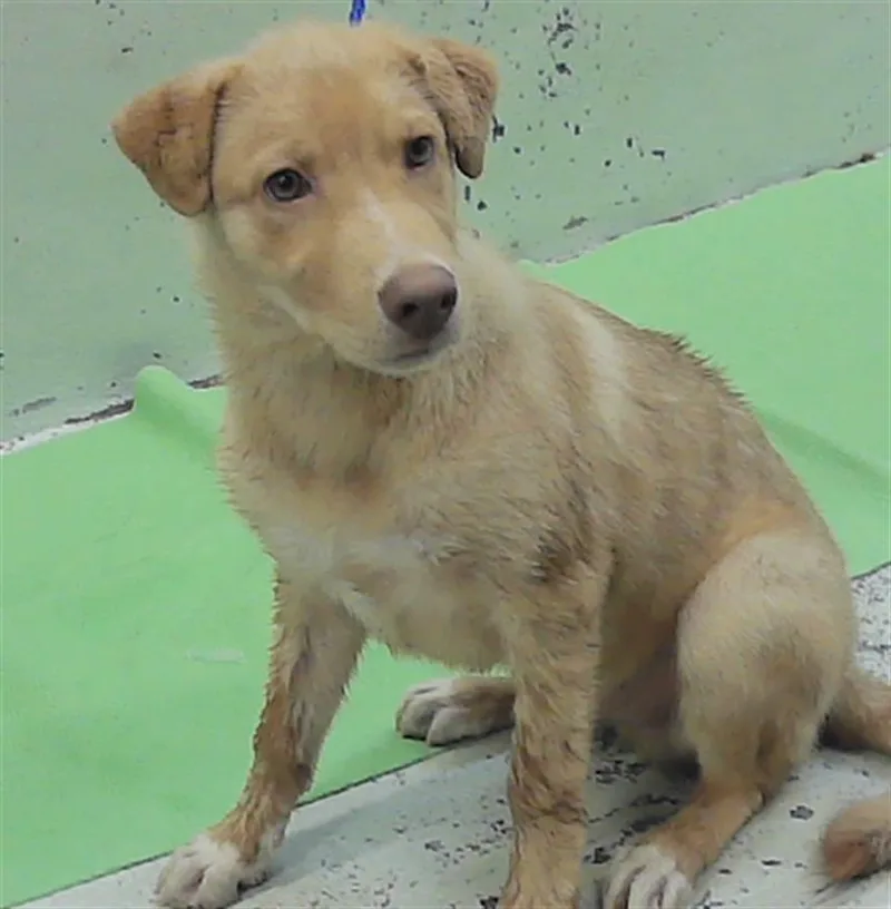 A baby small-sized male Labrador Retriever dog named Milo for adoption in Houston, TX
