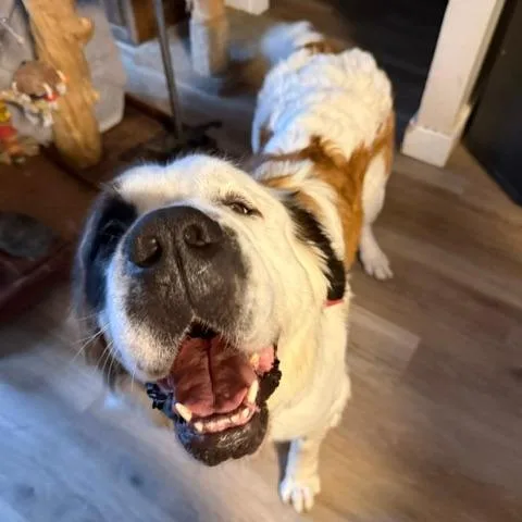 An adult extra large-sized female Sable Saint Bernard dog named Cleo for adoption in Rochester, MN