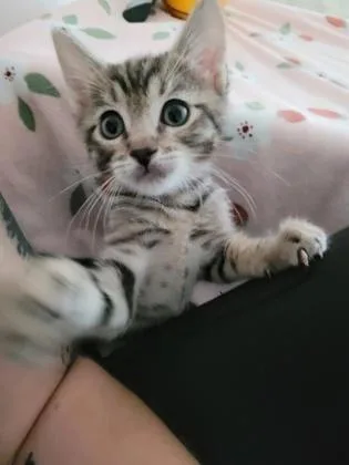 A baby small-sized male Domestic Short Hair cat named Koa for adoption in Sacramento, CA