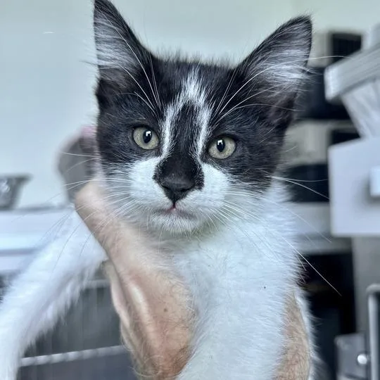 A baby small-sized male Black Domestic Short Hair cat named Piz for adoption in Matteson, IL