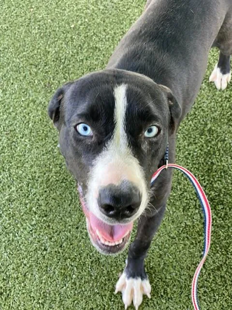 A young medium-sized female Labrador Retriever dog named Flora for adoption in Fayetteville, NC
