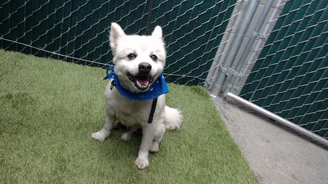 An adult medium-sized male Pomeranian dog named Ricky for adoption in Downey, CA