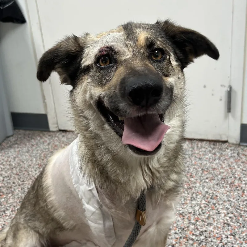 An adult medium-sized female Yellow / Tan / Blond / Fawn Mixed Breed dog named Audrey for adoption in Salt Lake City, UT