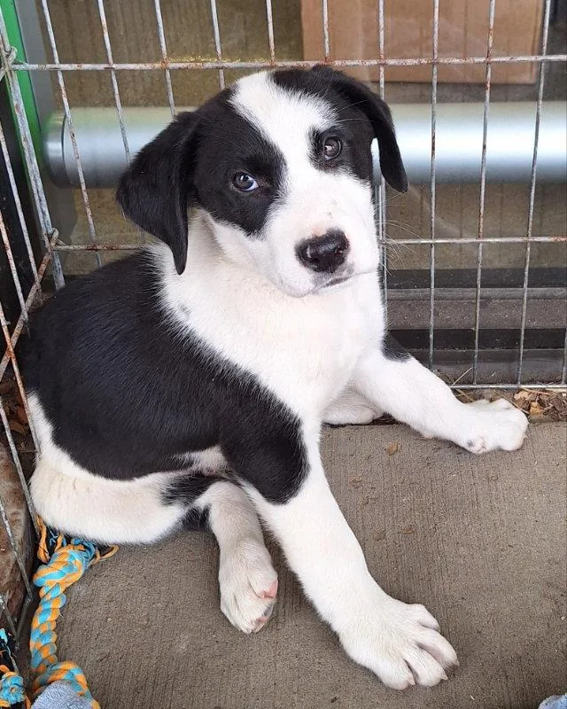 A baby large-sized male Labrador Retriever dog named Newman for adoption in House Springs, MO