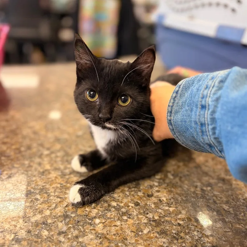 A baby small-sized female Domestic Short Hair cat named Chamomile for adoption in Spokane, WA