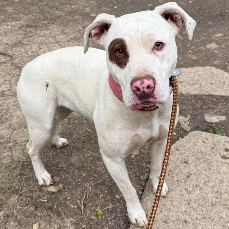 A baby medium-sized female White / Cream Pit Bull Terrier dog named Cinderella for adoption in Shinnston, WV
