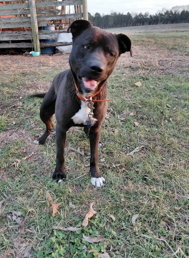 An adult medium-sized male Black Boxer dog named Abbott for adoption in Watertown, CT