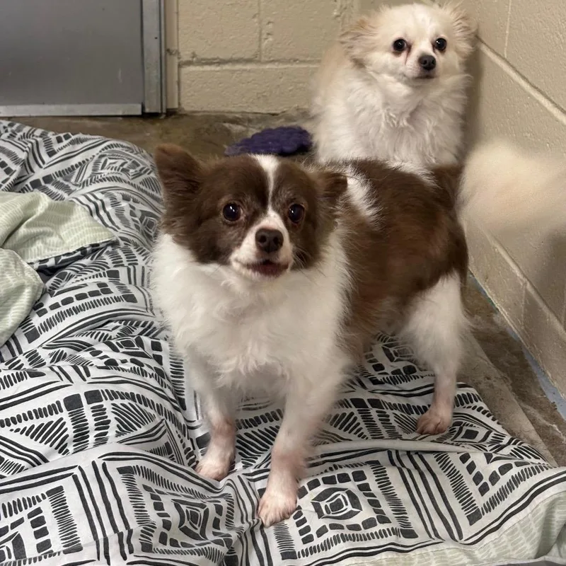 A senior small-sized male Chihuahua dog named Micky for adoption in Easton, PA