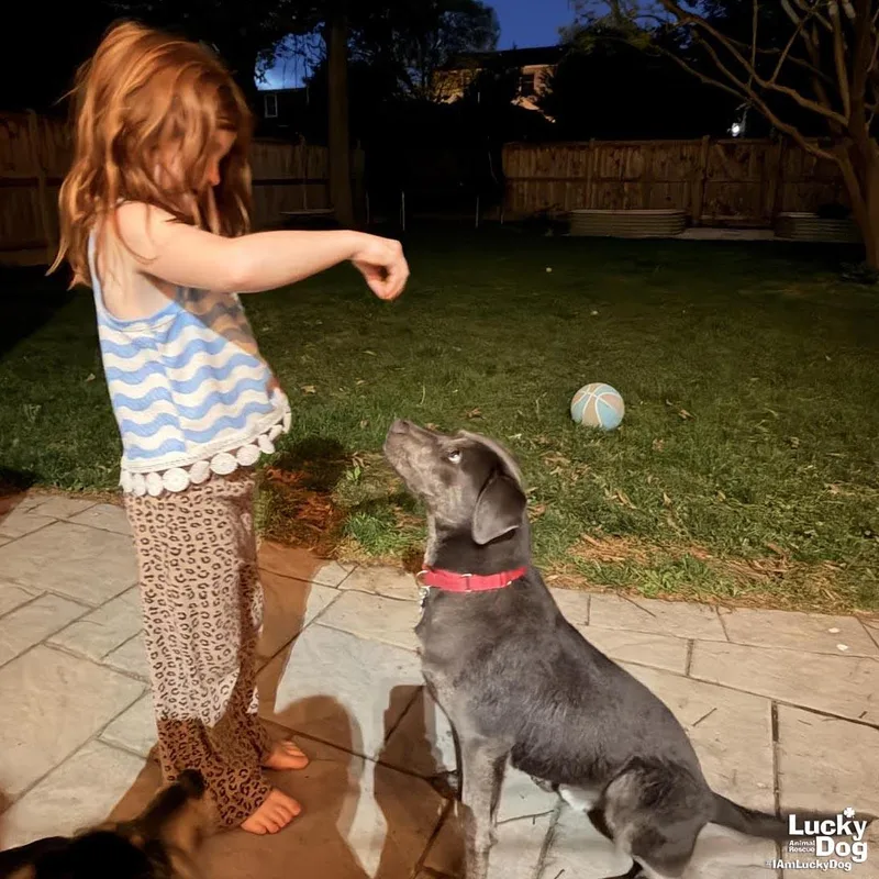 A young medium-sized male Labrador Retriever dog named Flubber for adoption in Washington, DC