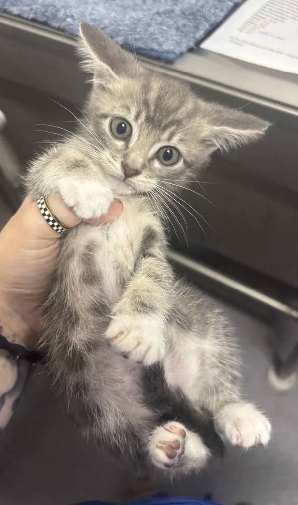 A baby small-sized female Domestic Short Hair cat named Thor for adoption in Stratham, NH