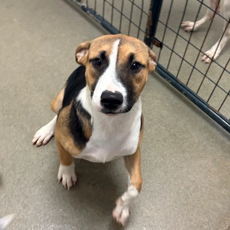 A baby medium-sized female Hound dog named Cobbler for adoption in Rocky Mount, VA