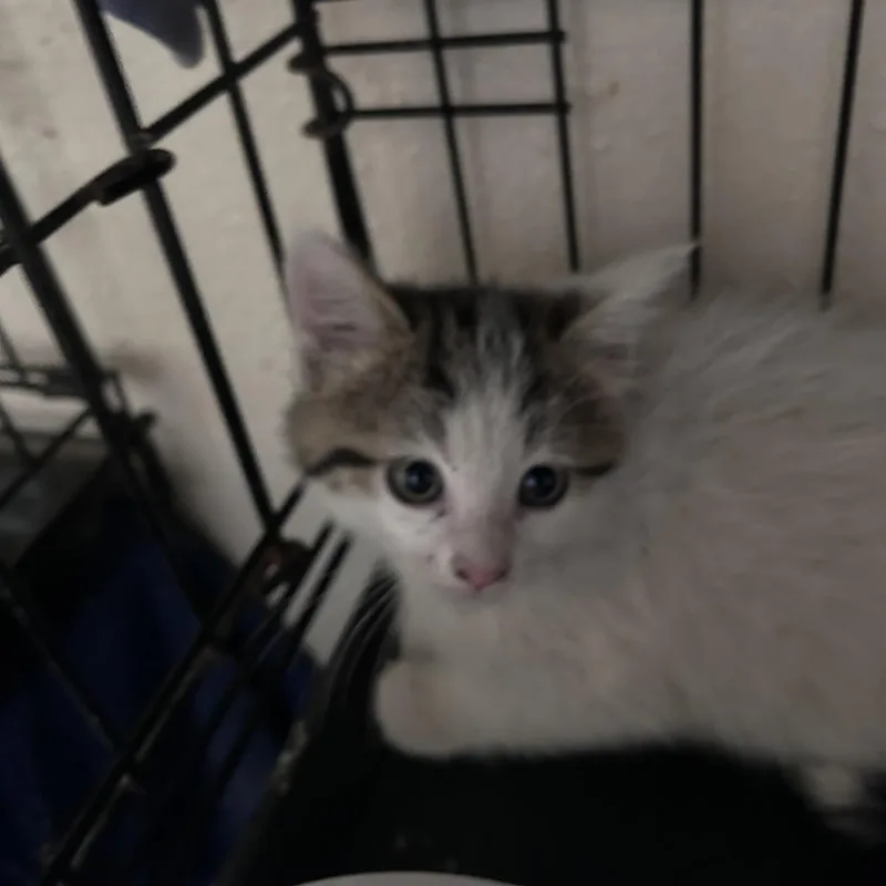 A baby small-sized male White Domestic Short Hair cat named Napa City Of Industry for adoption in Chino Hills, CA