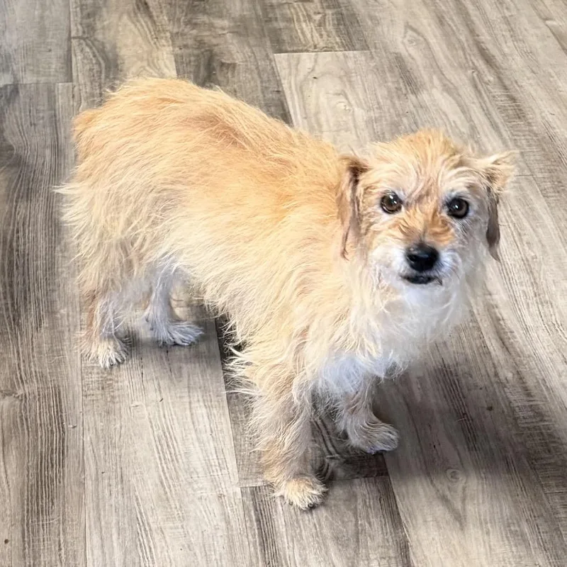 A senior small-sized female Yellow / Tan / Blond / Fawn Terrier dog named America for adoption in Las Vegas, NV