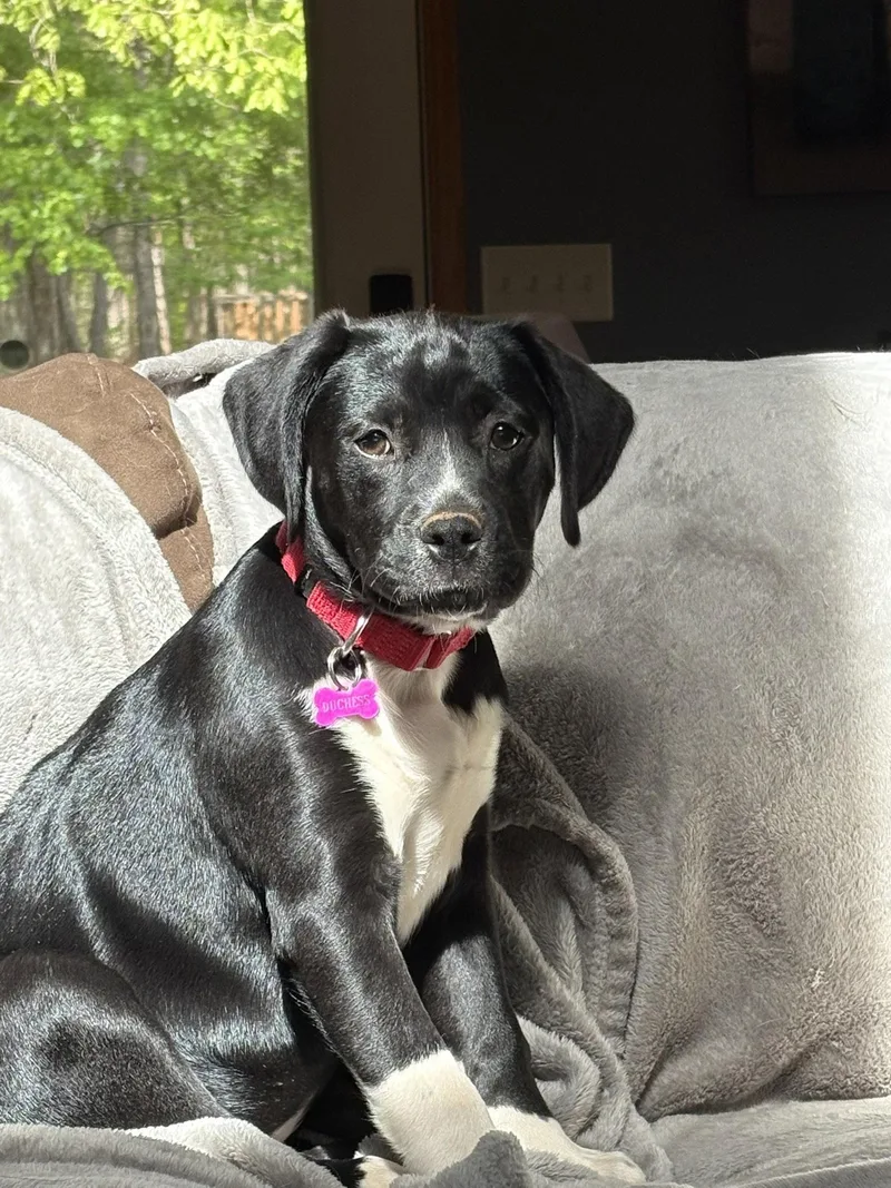 A baby medium-sized female Labrador Retriever dog named Duches for adoption in Blairsville, GA