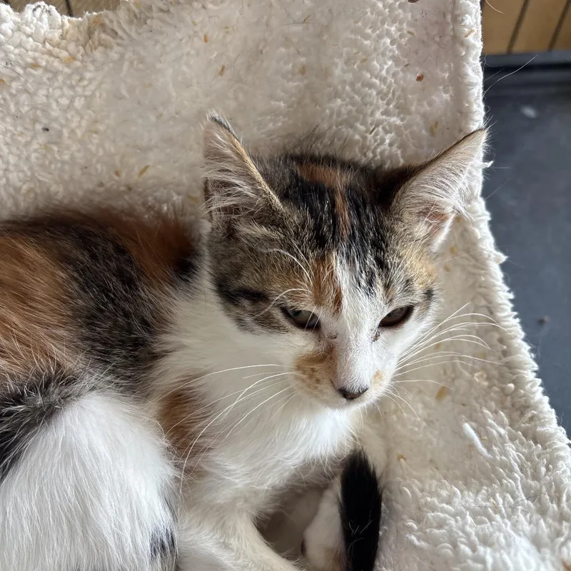 A baby small-sized female Calico Domestic Short Hair cat named Calico for adoption in Webster, TX