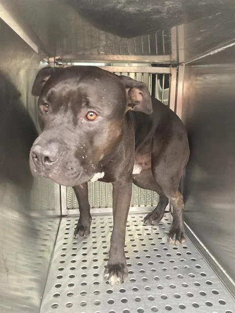 An adult large-sized male Pit Bull Terrier dog named Ranger for adoption in Dallas, TX