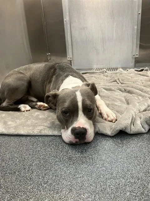 An adult large-sized male Mixed Breed dog named Dallas for adoption in Dallas, TX