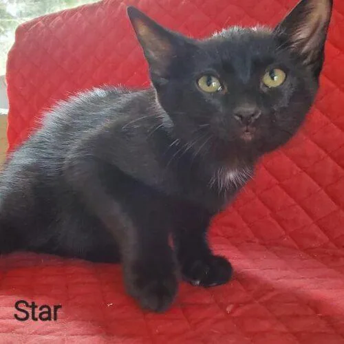 A baby small-sized male Black Domestic Short Hair cat named Star for adoption in Tampa, FL