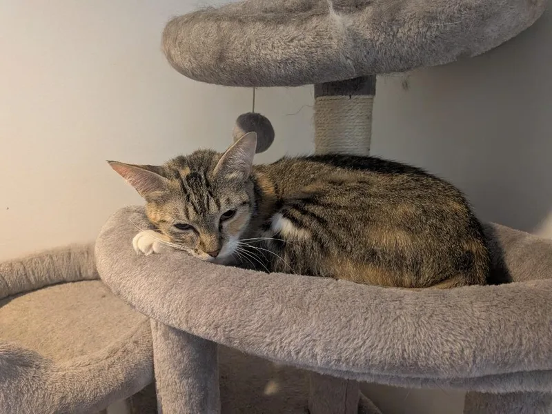 A young medium-sized female Domestic Short Hair cat named Ariel for adoption in Ogden, UT