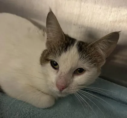 An adult small-sized female Domestic Short Hair cat named Barbara for adoption in Cincinnati, OH