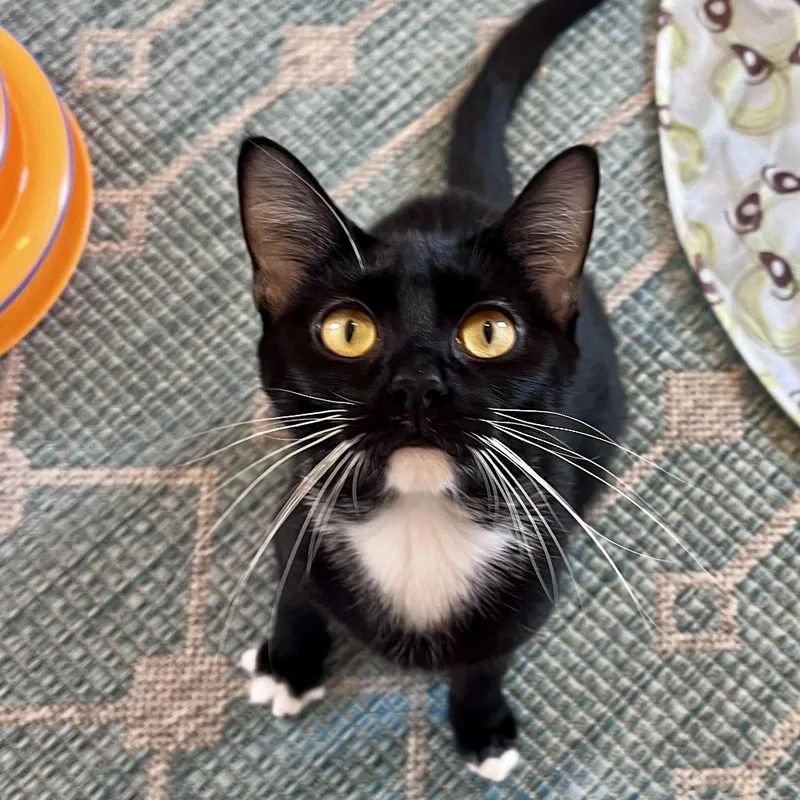 An adult medium-sized female Black & White / Tuxedo Domestic Short Hair cat named Onion Ring for adoption in Evanston, IL