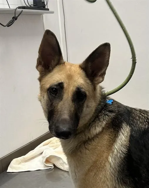 A young large-sized female German Shepherd Dog dog named Mesquite for adoption in Tucson, AZ