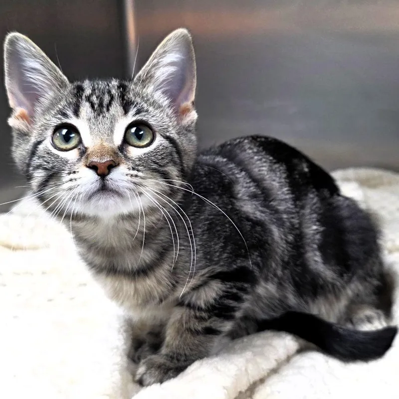 A baby small-sized female Brown / Chocolate Domestic Short Hair cat named Queen for adoption in Michigan City, IN