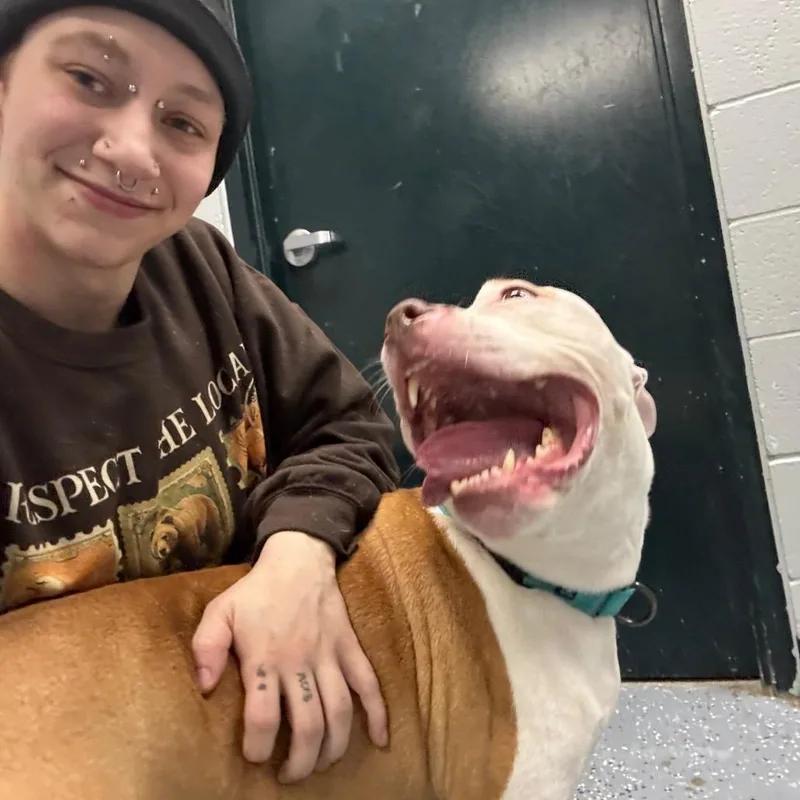 An adult medium-sized male Red / Chestnut / Orange Mixed Breed dog named Bubba Blue for adoption in Grand Rapids, MI