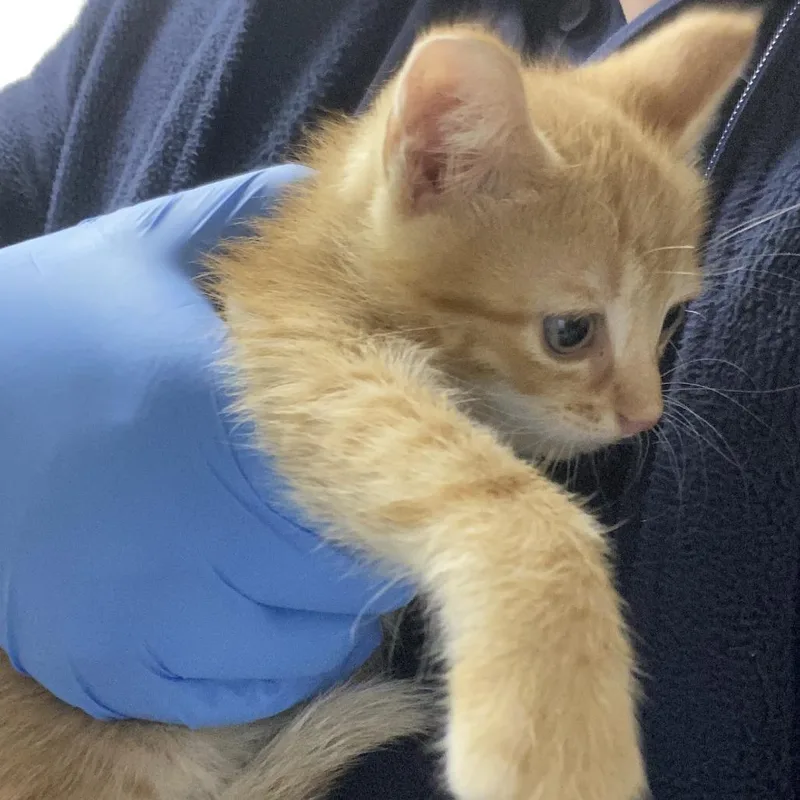 A baby small-sized male Orange / Red Domestic Short Hair cat named 71684 for adoption in Harrisonburg, VA
