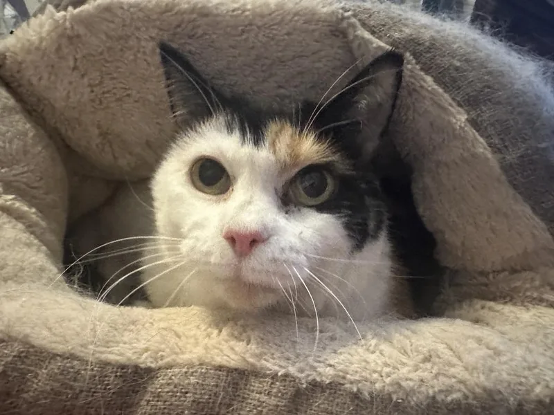 An adult medium-sized female Calico cat named Sassy for adoption in Virginia Beach, VA