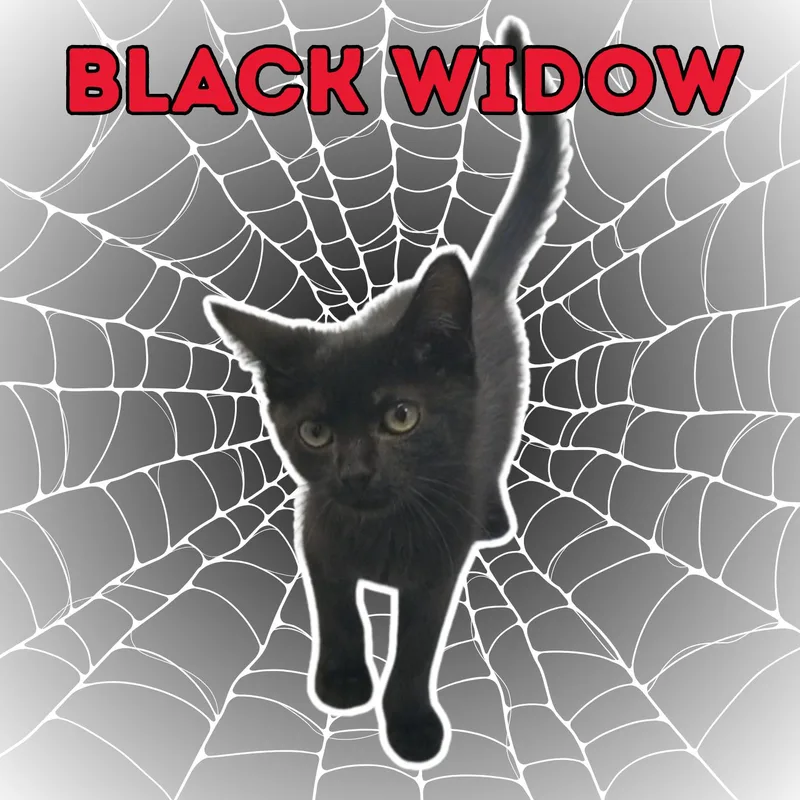 A young small-sized female Black Domestic Short Hair cat named Black Widow for adoption in Aransas Pass, TX