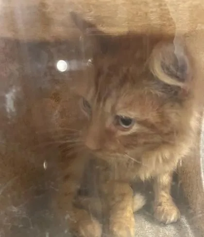 A young medium-sized male Domestic Short Hair cat named Heathcliff for adoption in Shreveport, LA