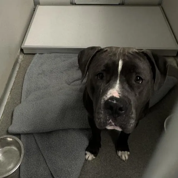 A young medium-sized male Pit Bull Terrier dog named Raider for adoption in Des Moines, IA