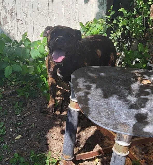 An adult large-sized male Pit Bull Terrier dog named Ohhyeah for adoption in San Antonio, TX