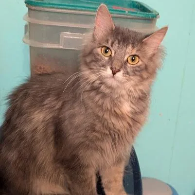 A young small-sized female Gray / Blue / Silver Domestic Long Hair cat named Rosita for adoption in Johnstown, PA