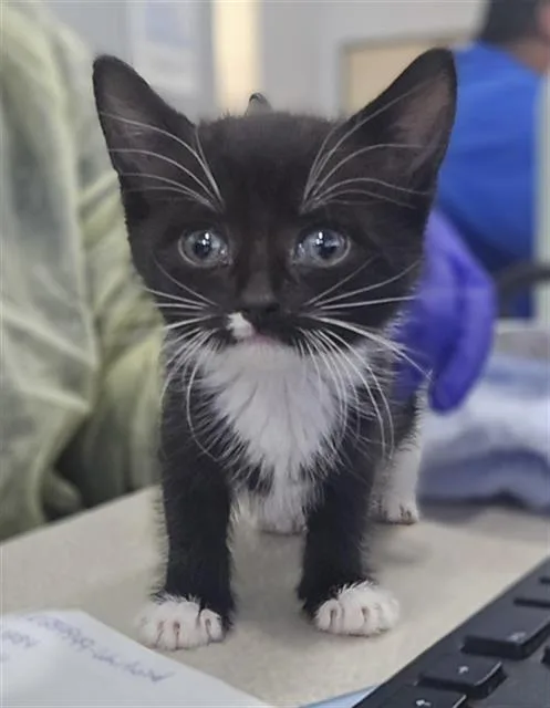 A baby medium-sized female Domestic Short Hair cat named Sprinkle for adoption in Dallas, TX