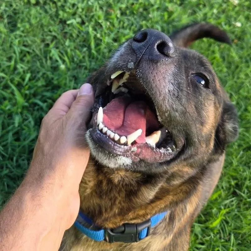 An adult medium-sized female Brindle Basset Hound dog named Lulu for adoption in Springfield, MO