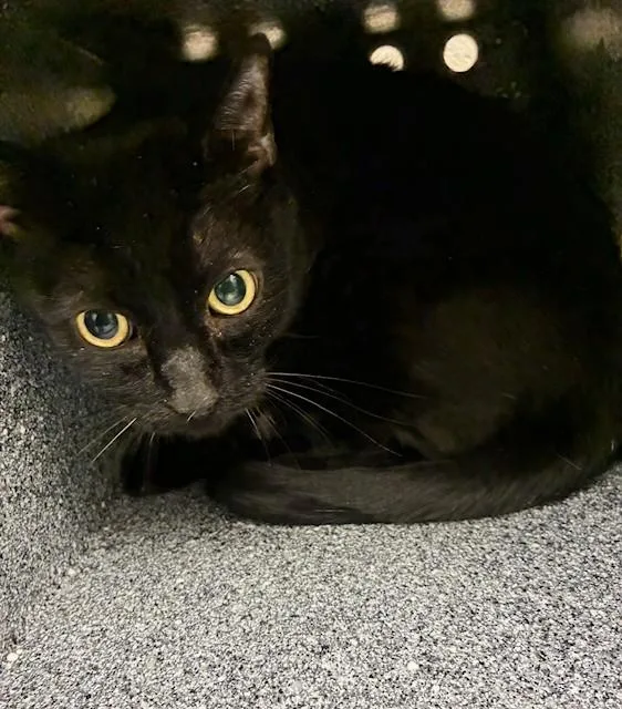 An adult large-sized male Domestic Short Hair cat named Luke for adoption in Naples, FL