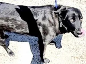 An adult large-sized female Flat-Coated Retriever dog named A for adoption in Houston, TX