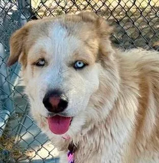 A young large-sized male Chow Chow dog named Daniel for adoption in Tucson, AZ