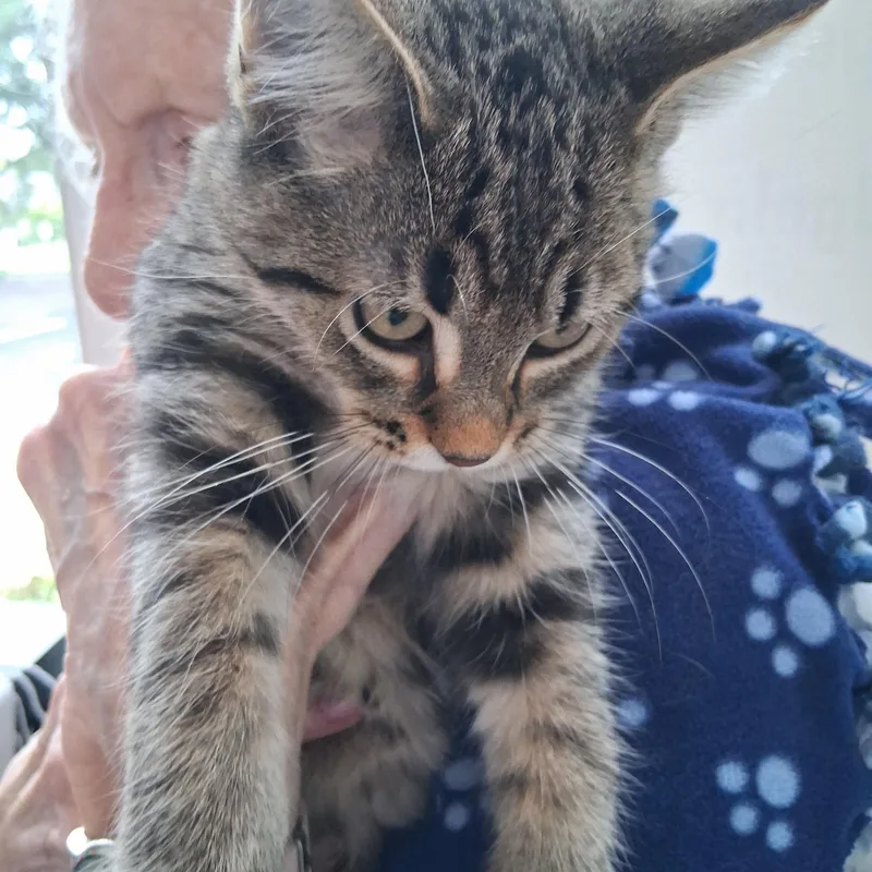 A baby medium-sized male Domestic Short Hair cat named Carl for adoption in Northfield, MN