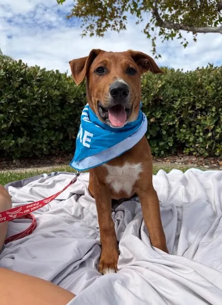 A baby large-sized male Hound dog named Deuce for adoption in Anza, CA